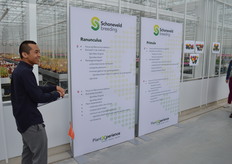 Sadrach Talahatu vertelt over de gewasgroepen ranonkel en primula. Deze categorieën genieten bij de consument minder bekendheid dan bijvoorbeeld de cyclamen, en dat is, zo vindt men uiteraard bij Schoneveld, zonde. Er moet nog veel te winnen zijn voor deze twee, en aan het enthousiasme van Sadrach zal het in elk geval niet liggen.